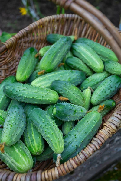Basket Cucumbers Glass House — Stock Photo, Image