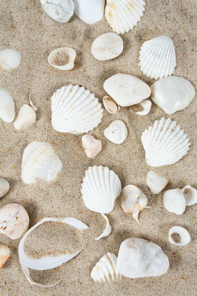 Belles Coquilles Mer Sur Sable — Photo