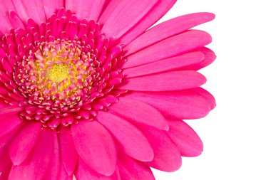 Pembe gerbera beyaza izole edilmiş.