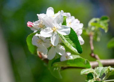Bahar elması bahçede çiçek açar.