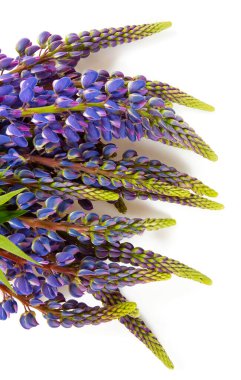 Beyaz arkaplanda lupin çiçekleri