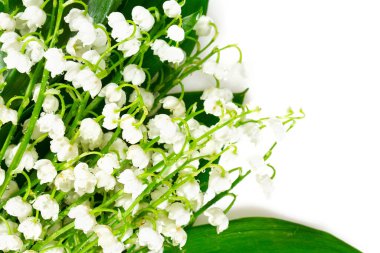 Vadideki zambaklar beyazlar üzerinde izole.