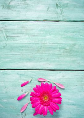 Ahşap yüzeyde gerbera çiçeği