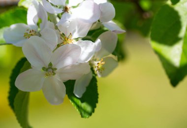 Bahar elması bahçede çiçek açar.