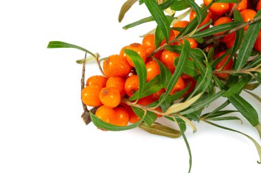 deniz dikenleri beyazda izole edilmiş