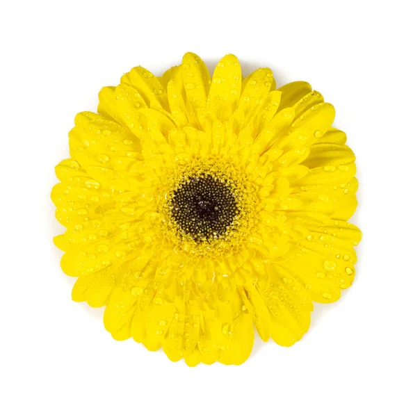 Yellow Gerbera Isolated White — Stock Photo, Image