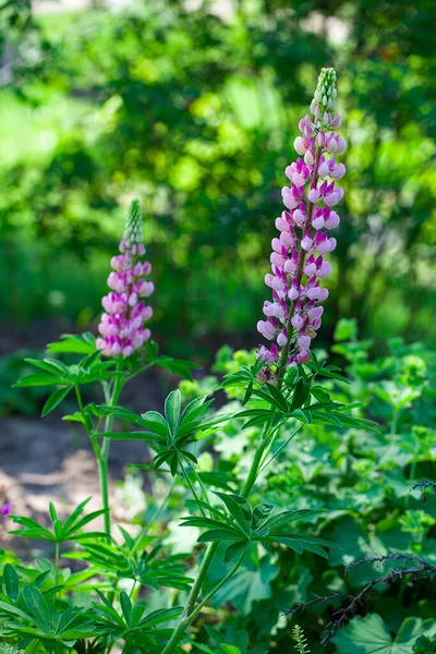 在花园里种植紫色的花 — 图库照片