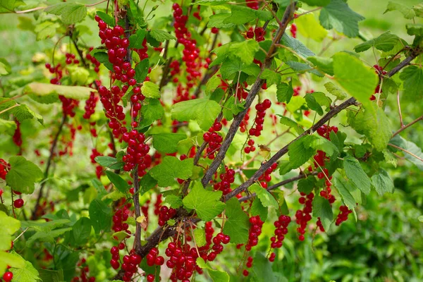Cespuglio Ribes Rosso Giardino — Foto Stock