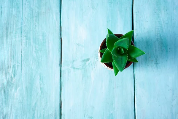Bellissimo Fiore Succulento Vaso Superficie Legno Turchese — Foto Stock