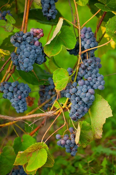 Mooie Druiven Groeien Tuin — Stockfoto