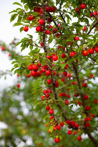 Ciruelas Rojas Pequeñas Creciendo Jardín —  Fotos de Stock