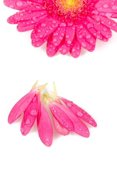 Gerberas Rosadas Aisladas Blanco —  Fotos de Stock