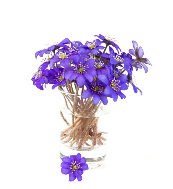 Beyaz bir arka planda mantarı nobilis