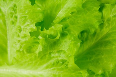 Gri kedicik kameraya bakıyor.