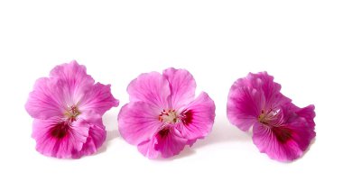 Beyaz arkaplanda izole edilmiş pembe sardunya çiçeği