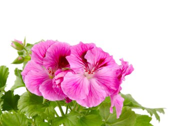 Beyaz arkaplanda izole edilmiş pembe sardunya