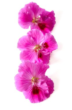 Beyaz arkaplanda izole edilmiş pembe sardunya çiçeği