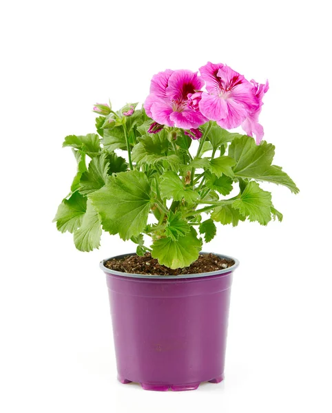 Flower Pot Close Shot — Stock Photo, Image