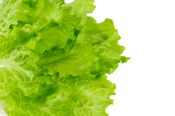 Zöld Saláta Hagyja Közel Lövés — Stock Fotó