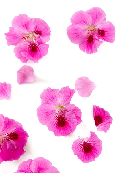 在白色背景上分离的粉红天线菊花 — 图库照片