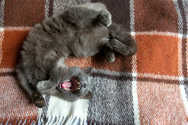 Schöne Gähnende Graue Katze Auf Dem Bett — Stockfoto