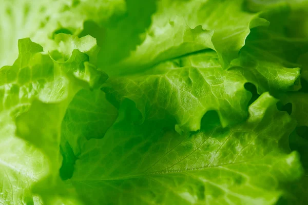 Green Lettuce Leave Close Shot — Stock Photo, Image