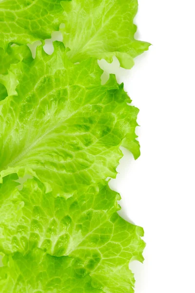 Green Lettuce Leave Close Shot — Stock Photo, Image