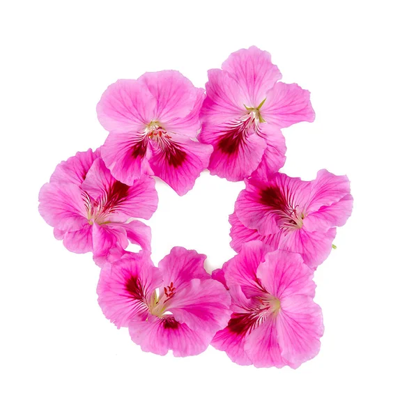 Pink Geranium Flower Isolated White Background — Stock Photo, Image