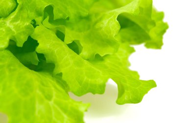 Yeşil organik marul yaprakları