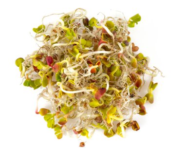 Turp filizleri beyaz üzerine izole edilmiş.