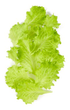 Beyaz arkaplanda taze marul izole edildi