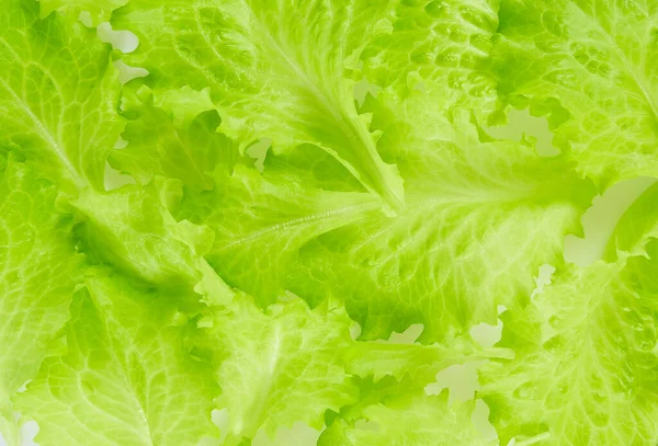 Green Organic Lettuce Leaves — Stock Photo, Image