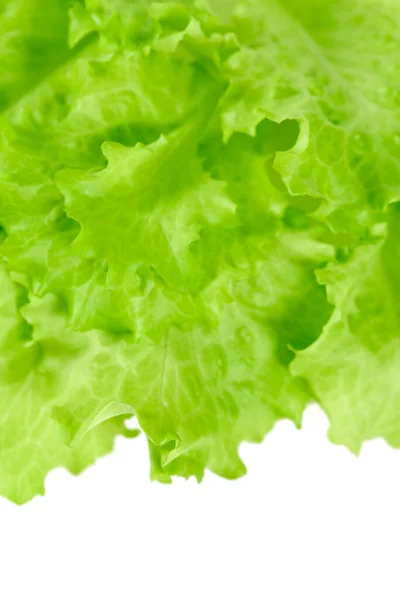 Fresh Lettuce Isolated White Background — Stock Photo, Image