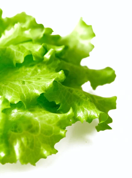 Listy Zeleného Organického Salátu — Stock fotografie