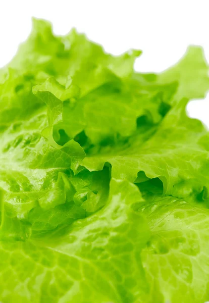 Green Organic Lettuce Leaves — Stock Photo, Image