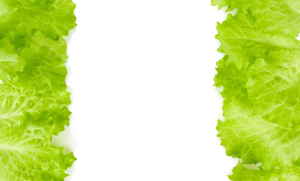 Зеленые Органические Листья Салата — стоковое фото