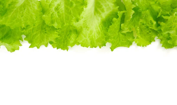 Green Organic Lettuce Leaves — Stock Photo, Image