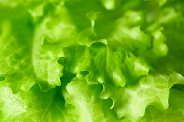 Green Organic Lettuce Leaves — Stock Photo, Image