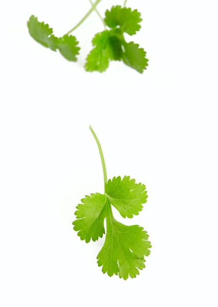 Cilantro Πράσινα Φύλλα Λευκό — Φωτογραφία Αρχείου