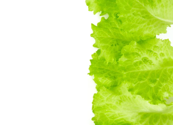 Green Organic Lettuce Leaves — Stock Photo, Image