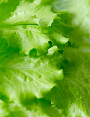 yeşil marul doğal arka plan