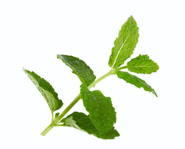 Beyaz arka planda taze nane yaprakları izole edilmiş.