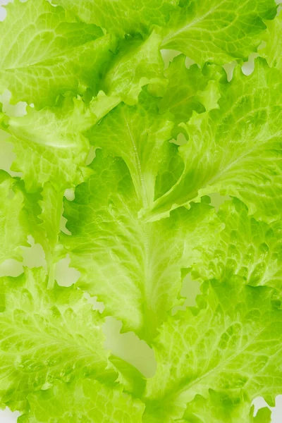 Green Lettuce Natural Background — Stock Photo, Image