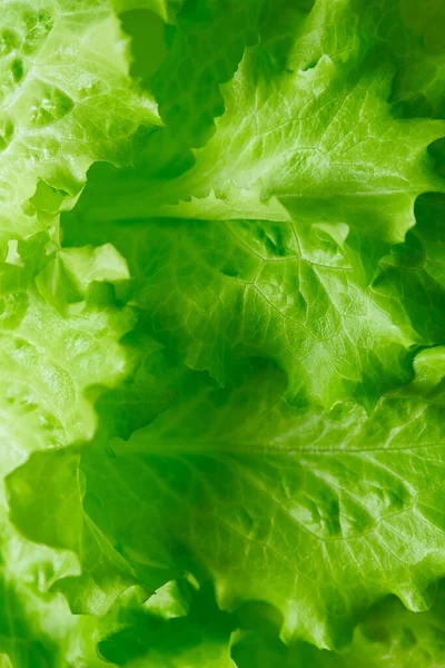Green Lettuce Natural Background — Stock Photo, Image