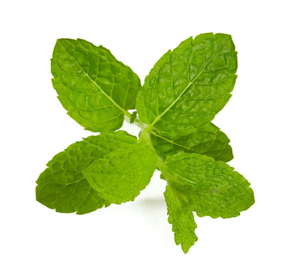 Hojas Frescas Menta Isoaltadas Sobre Fondo Blanco —  Fotos de Stock