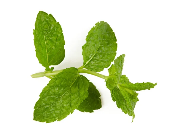 Hojas Frescas Menta Isoaltadas Sobre Fondo Blanco — Foto de Stock