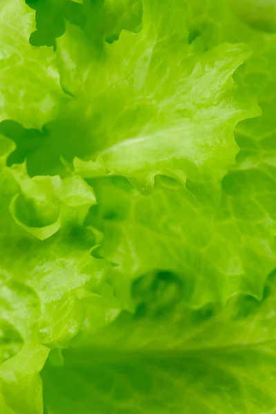 Green Lettuce Natural Background — Stock Photo, Image