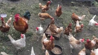 Tavuk kümesinde koşuşturan tavuklar (3)
