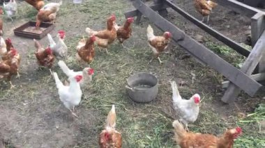 Tavuk kümesinde koşuşturan tavuklar