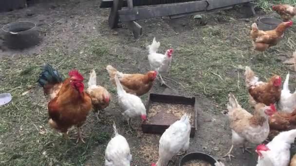 Poulets Qui Courent Autour Poulailler — Video